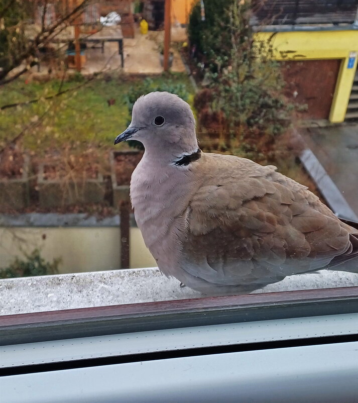 -- - vladimir -- - vladimir