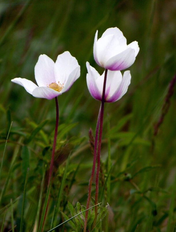 Анемончики. - nadyasilyuk Вознюк