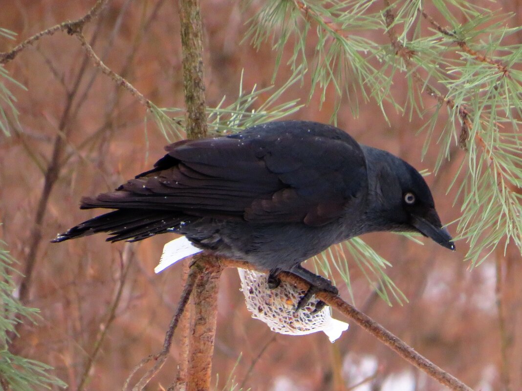Галка - Андрей Снегерёв Галка - Андрей Снегерёв