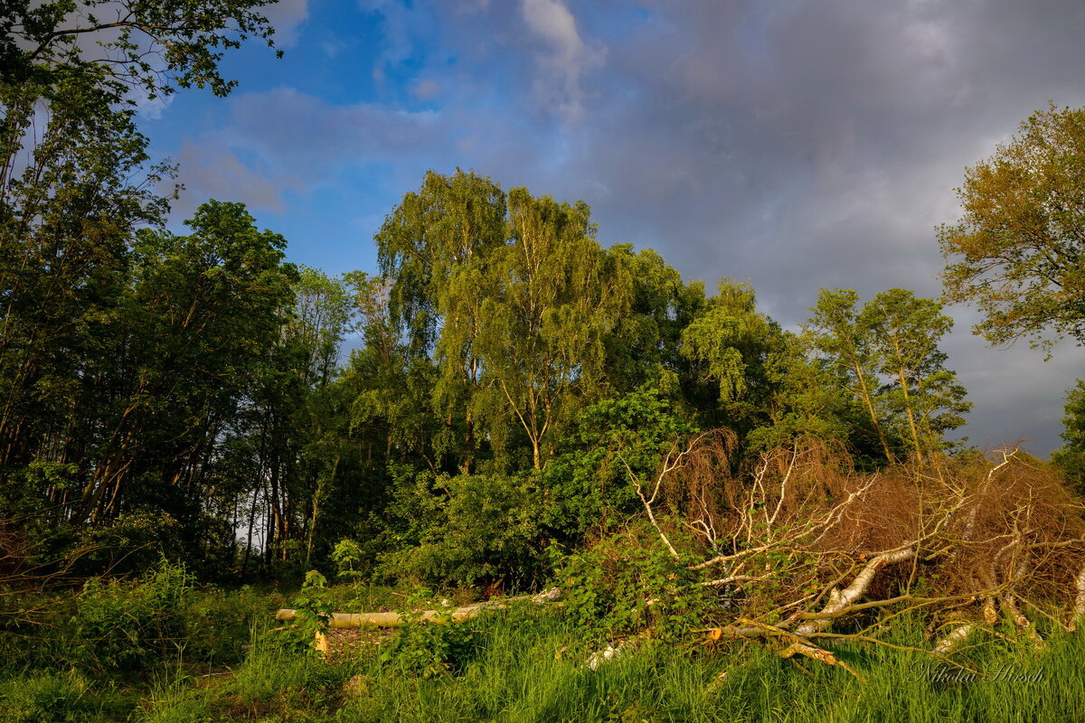После зачистки... - Николай Гирш