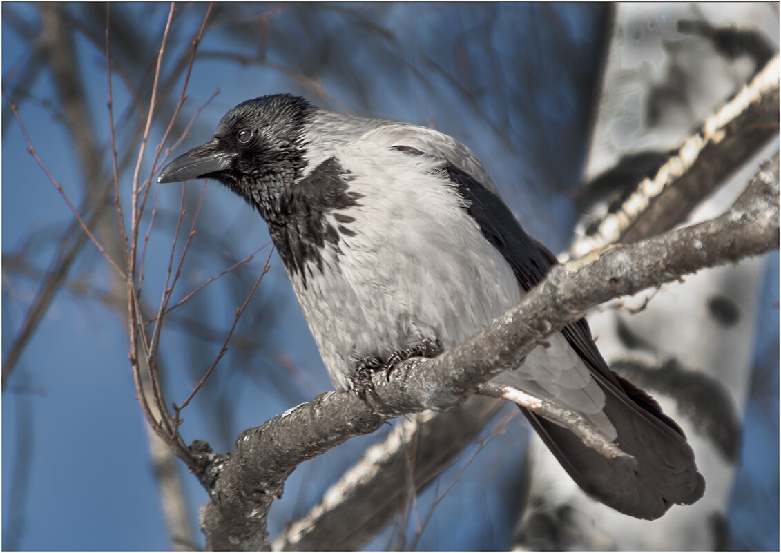 Горожанка - Валентин Котляров