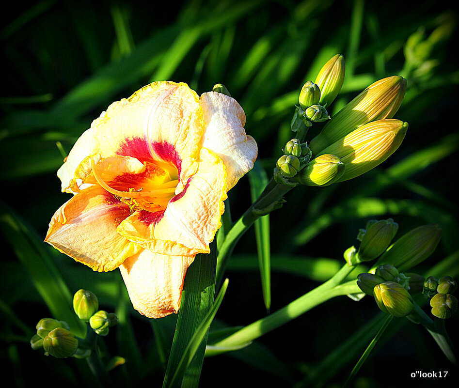они на радость нам даны - Олег Лукьянов они на радость нам даны - Олег Лукьянов