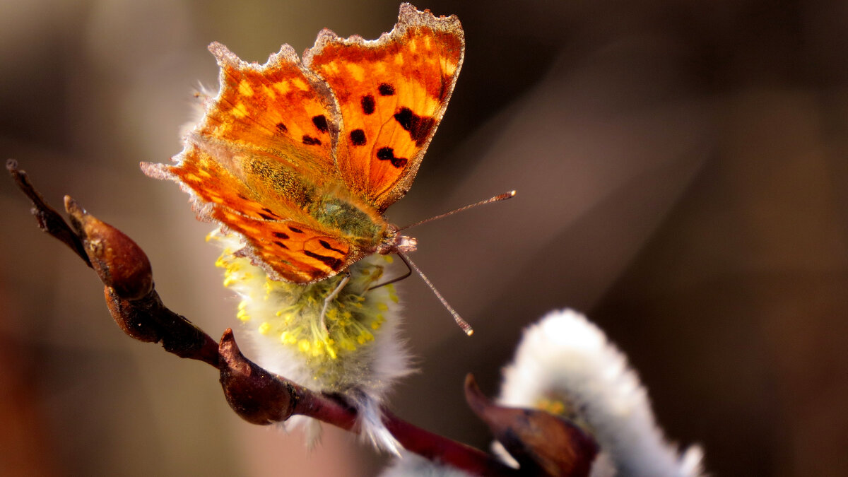 опять про бабочек 376 - Александр Прокудин опять про бабочек 376 - Александр Прокудин