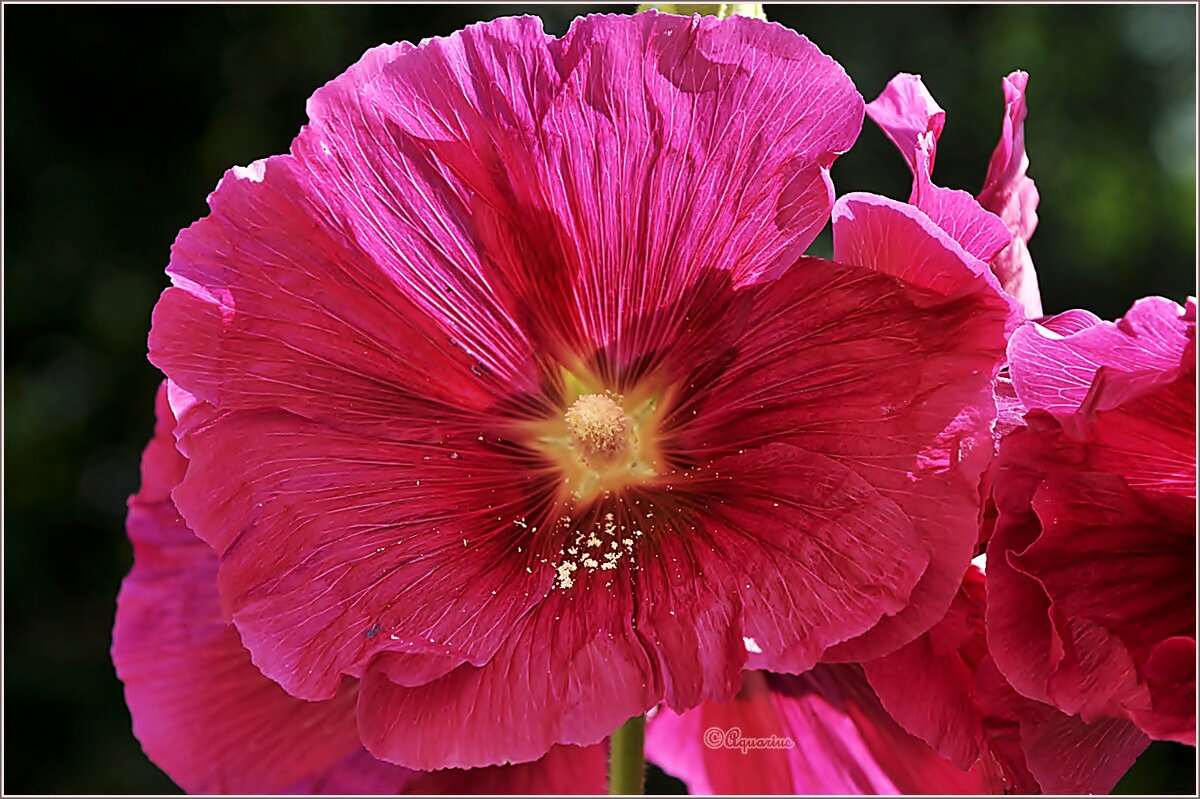 Июль - Aquarius - Сергей Июль - Aquarius - Сергей