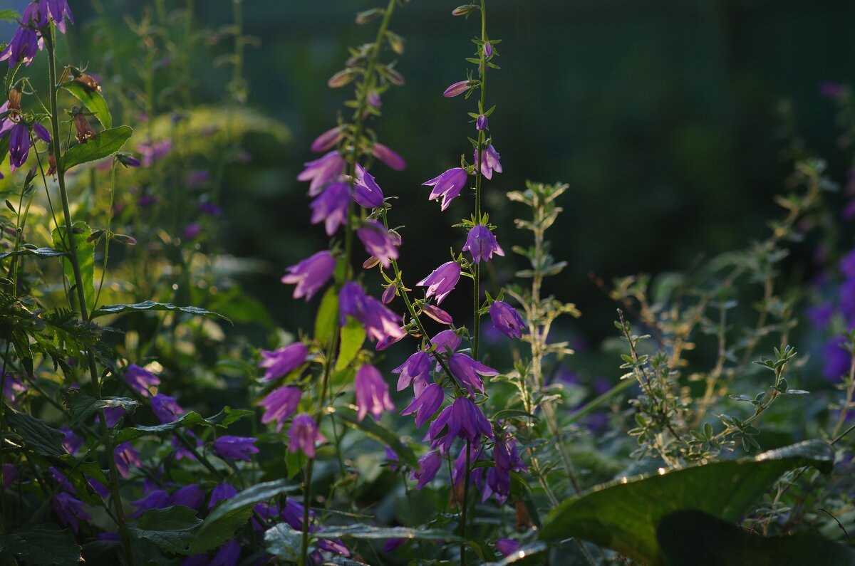 Цветы - Сергей Швечков Цветы - Сергей Швечков
