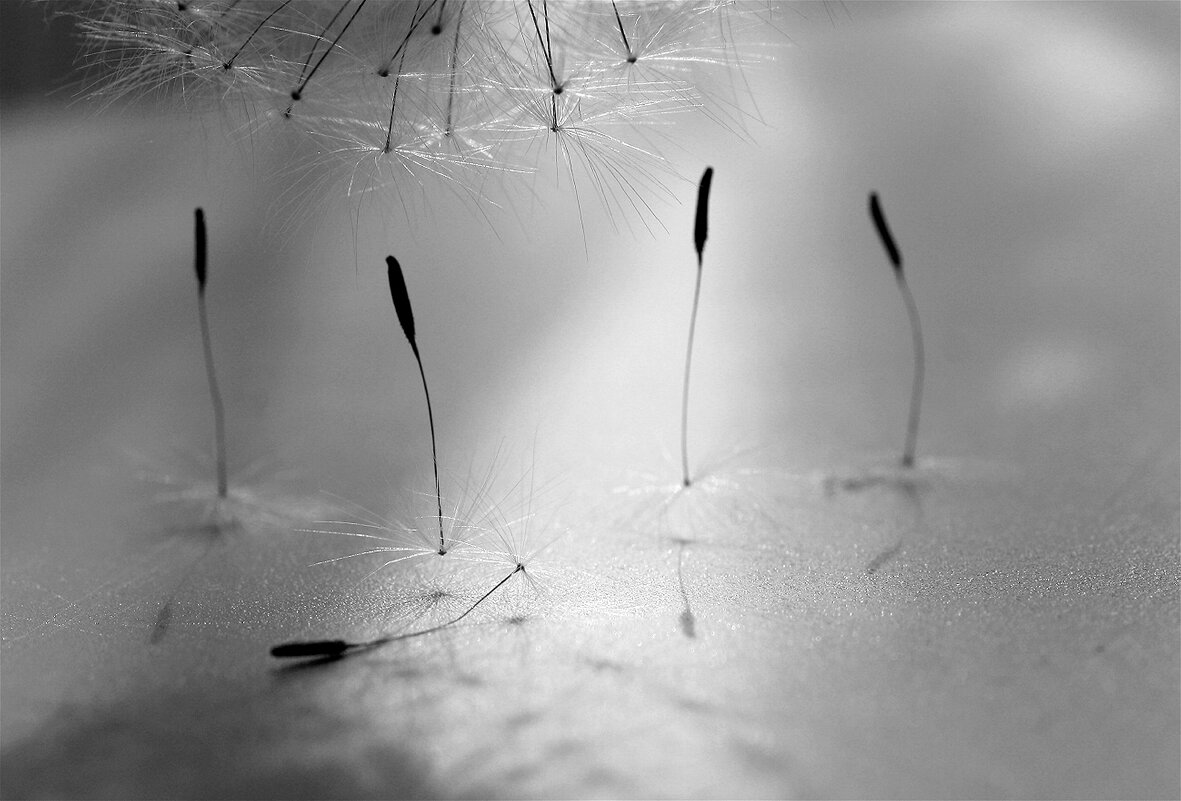 Танец маленьких одуванчиков - Olenka 