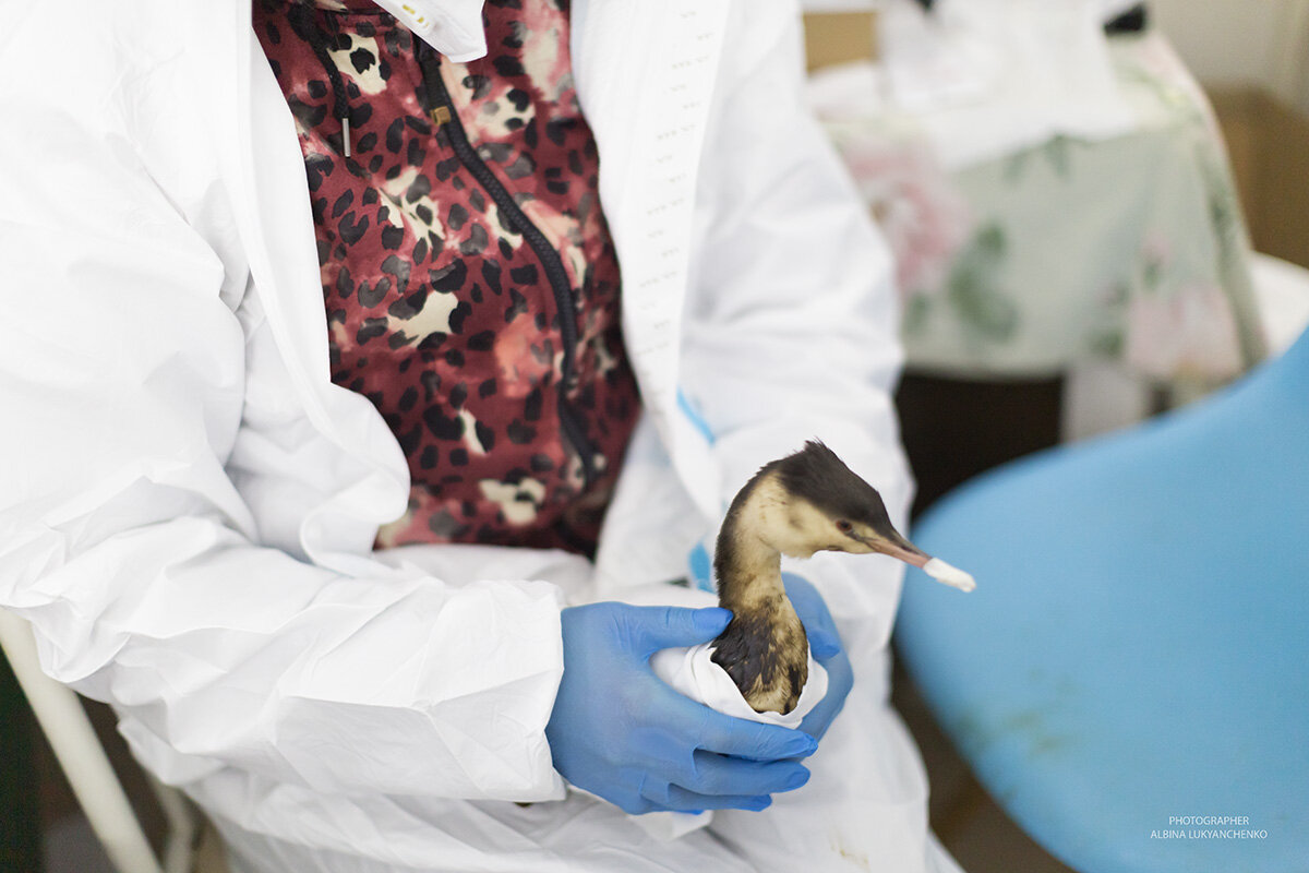 чс - Albina Lukyanchenko