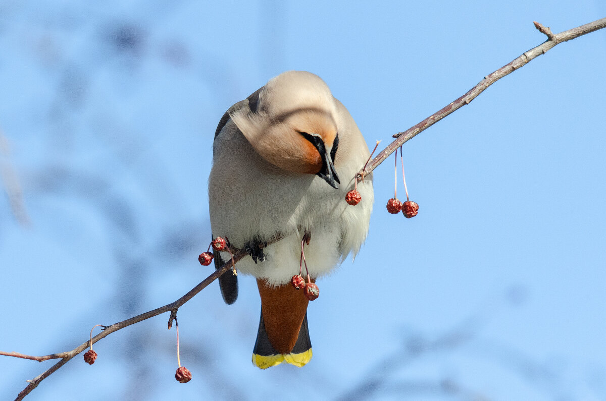 Свиристель. - Виктор Иванович Чернюк Свиристель. - Виктор Иванович Чернюк
