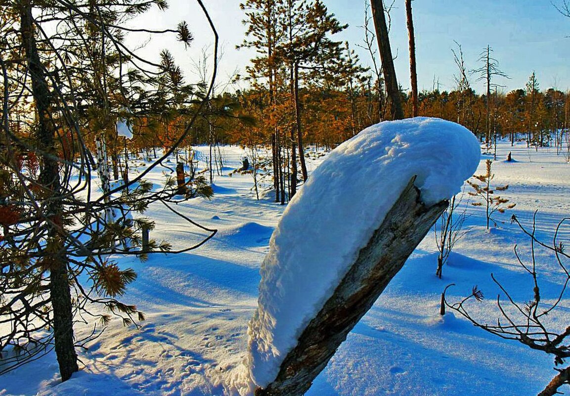 Февраль...Взобрался сугроб на пень! - Владимир 
