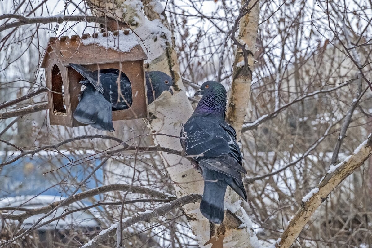 Маловата квартирка для гостей - Валерий Иванович Маловата квартирка для гостей - Валерий Иванович