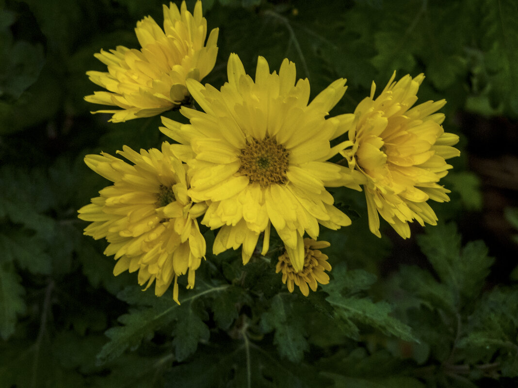 Жёлтые  хризантемы - Валентин Семчишин