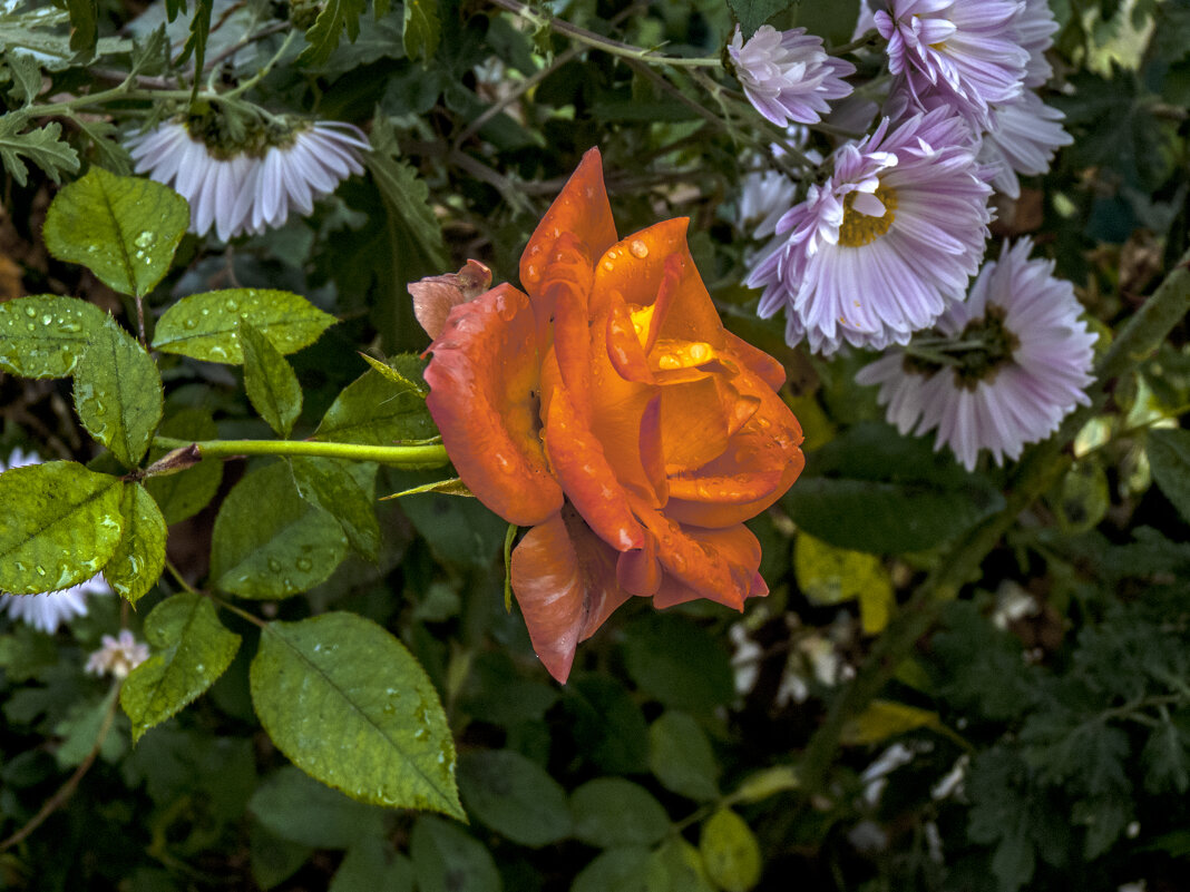 Оранжевая роза и капли росы - Валентин Семчишин Оранжевая роза и капли росы - Валентин Семчишин