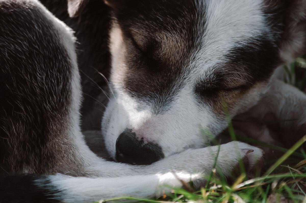 спящий щенок - Ника Романенко спящий щенок - Ника Романенко