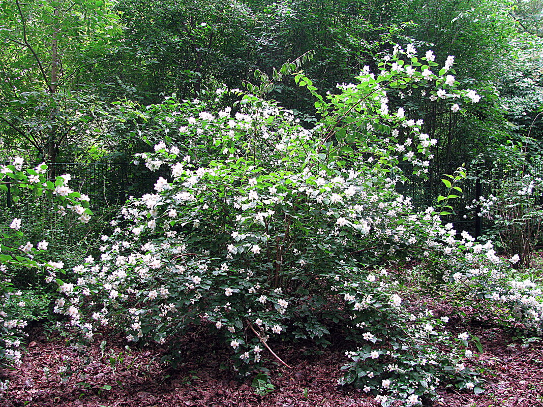 Германия. - Владимир Драгунский Германия. - Владимир Драгунский