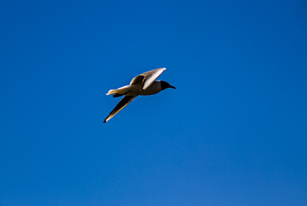 Полет - Светлана SvetNika17 Полет - Светлана SvetNika17