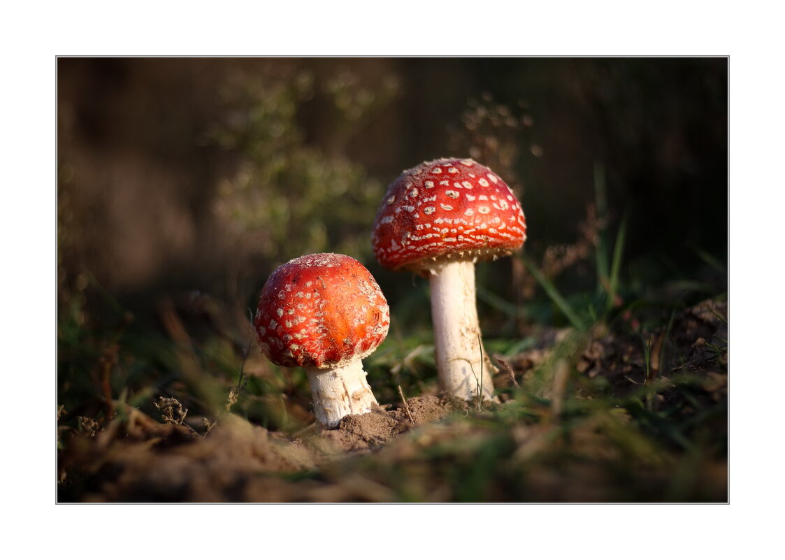 *** - Art __ *** - Art __