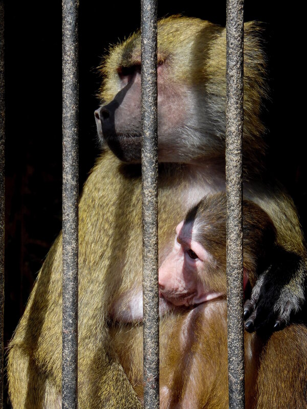 Сидим за решёткой в темнице сырой.... - nadyasilyuk Вознюк Сидим за решёткой в темнице сырой.... - nadyasilyuk Вознюк