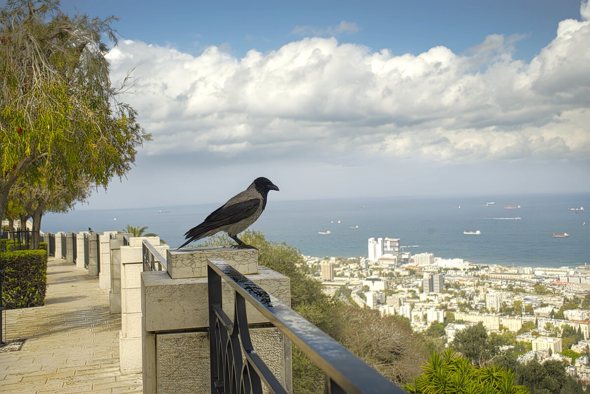 Израиль * Хайфа - ujgcvbif 