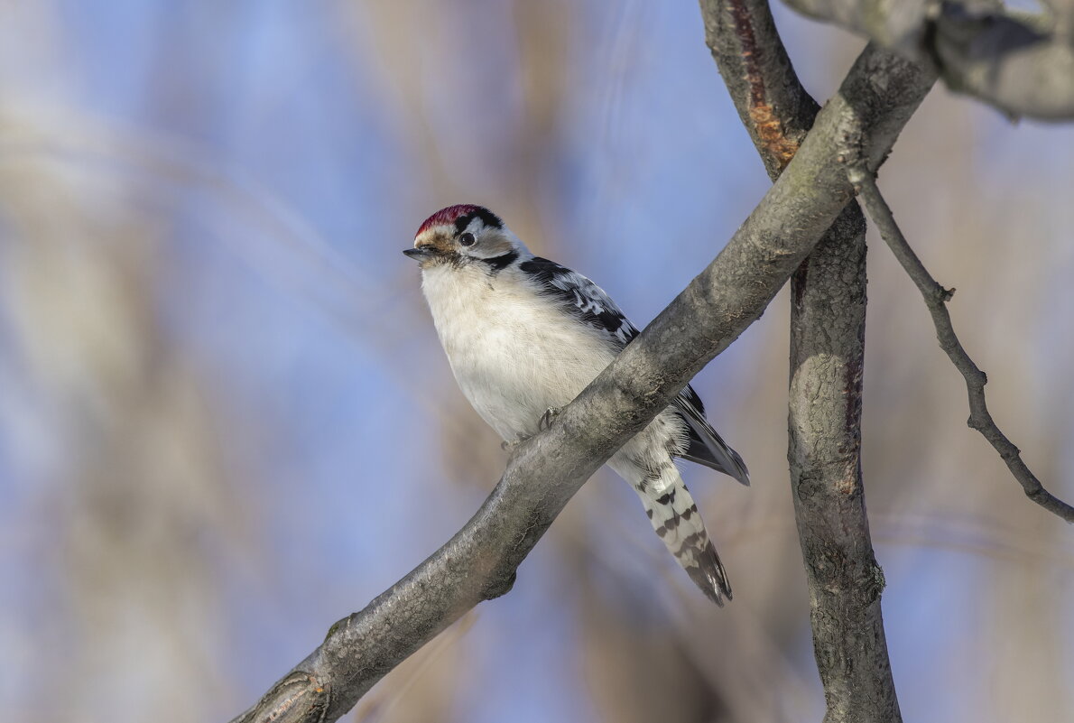 малый пестрый дятел. - юрий макаров малый пестрый дятел. - юрий макаров
