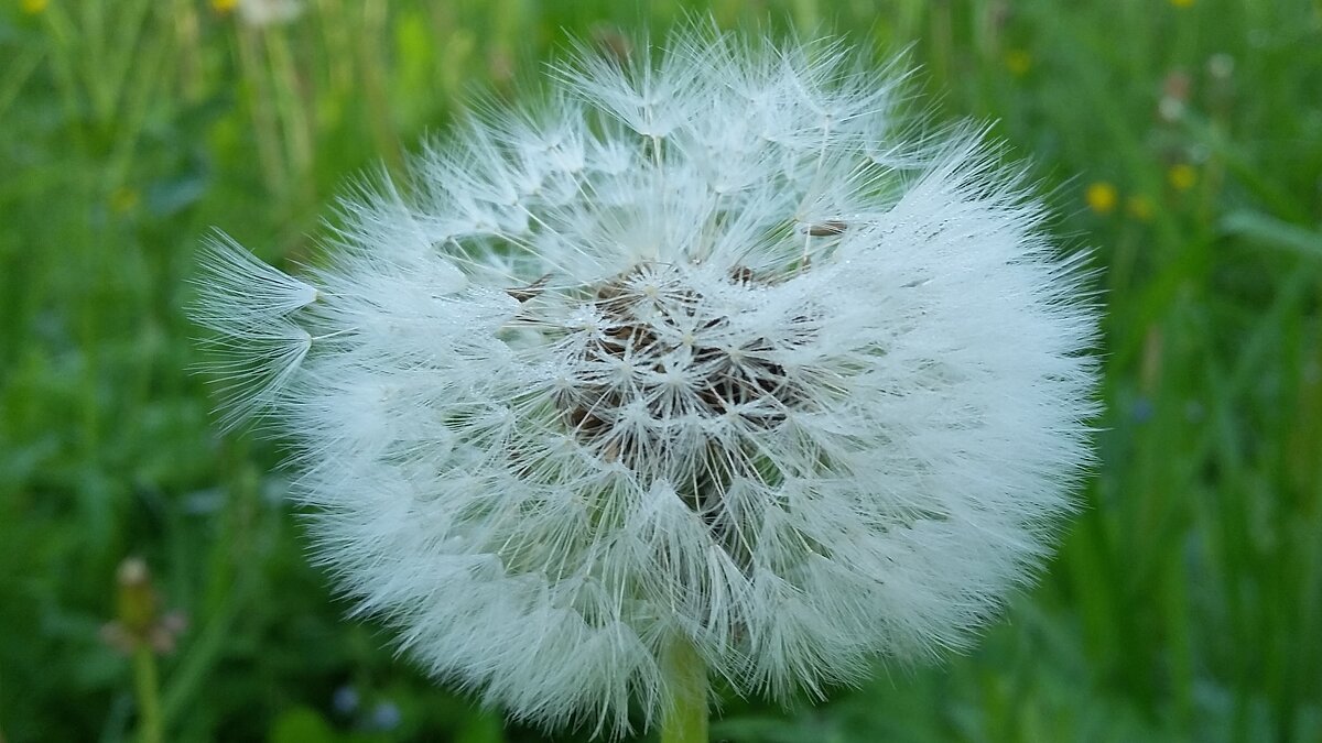 *** о д у в а н ч и к *** - Olga Oskolkova *** о д у в а н ч и к *** - Olga Oskolkova