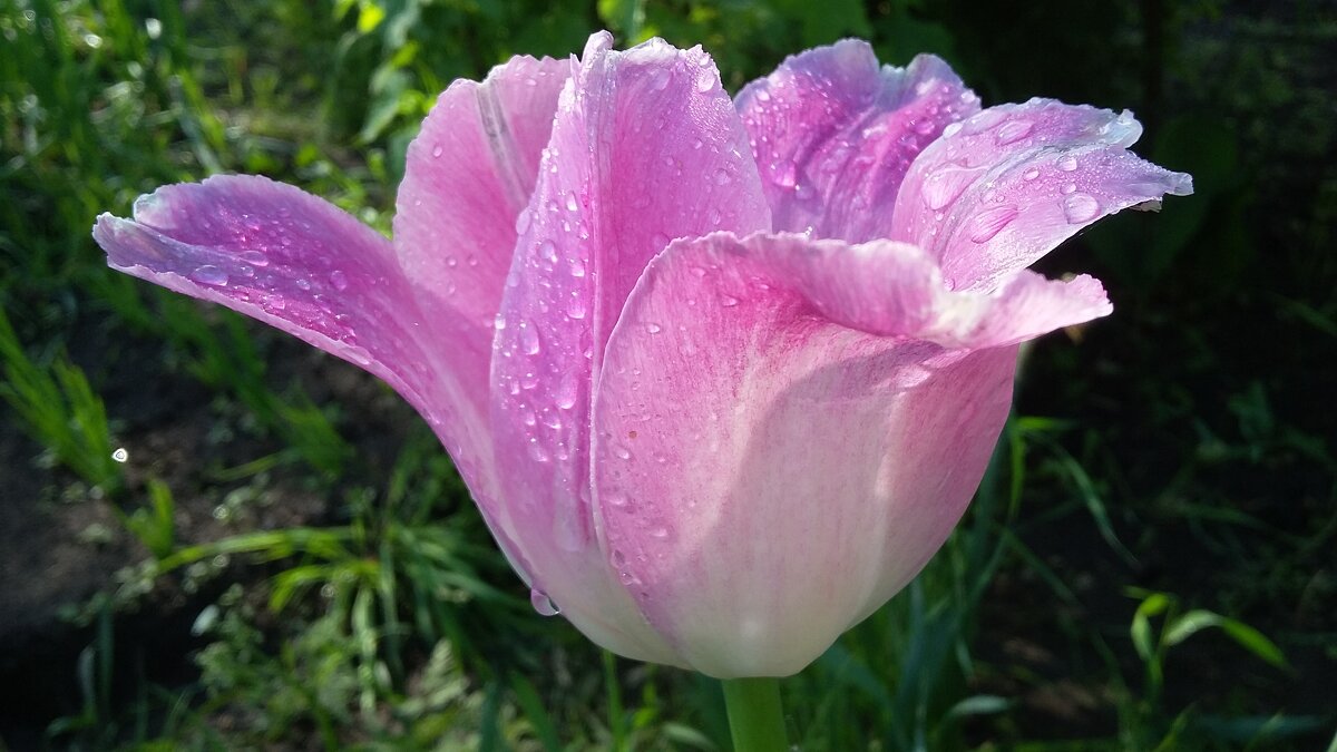 ***в каплях дождя*** - Olga Oskolkova ***в каплях дождя*** - Olga Oskolkova