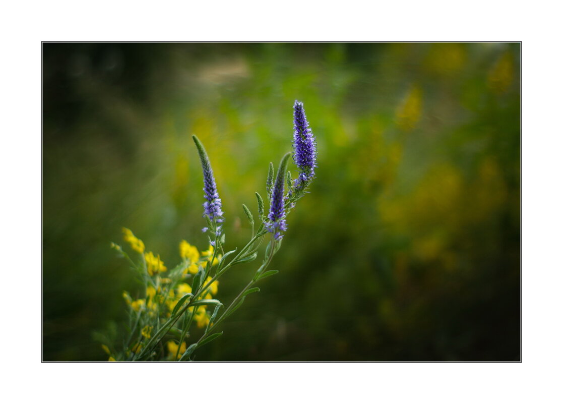 *** - Art __ *** - Art __