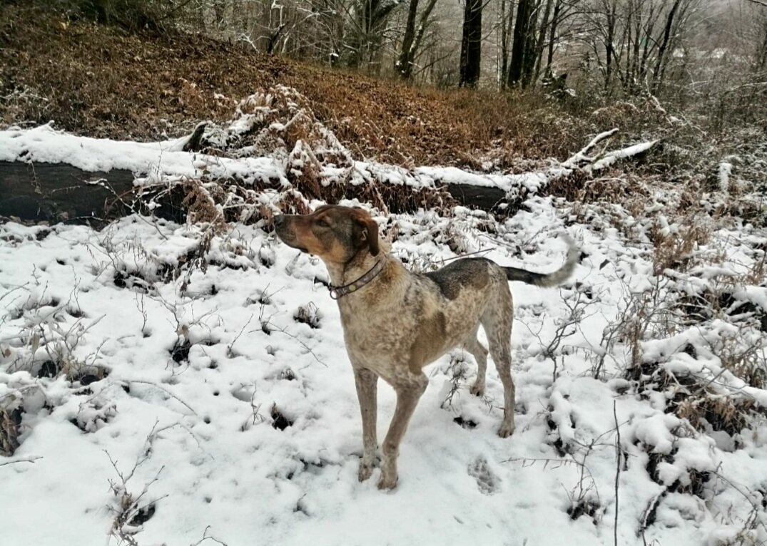 В Сочи выпал снег - Tata Wolf