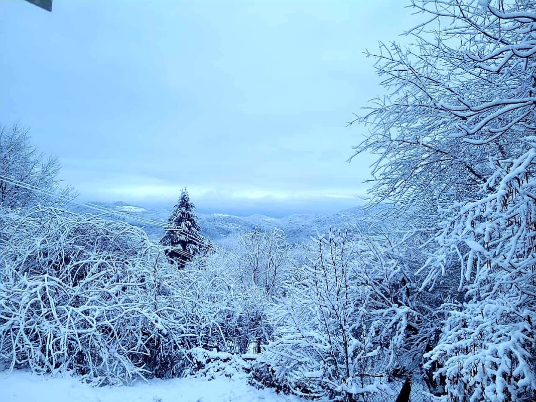 В Сочи выпал снег - Tata Wolf