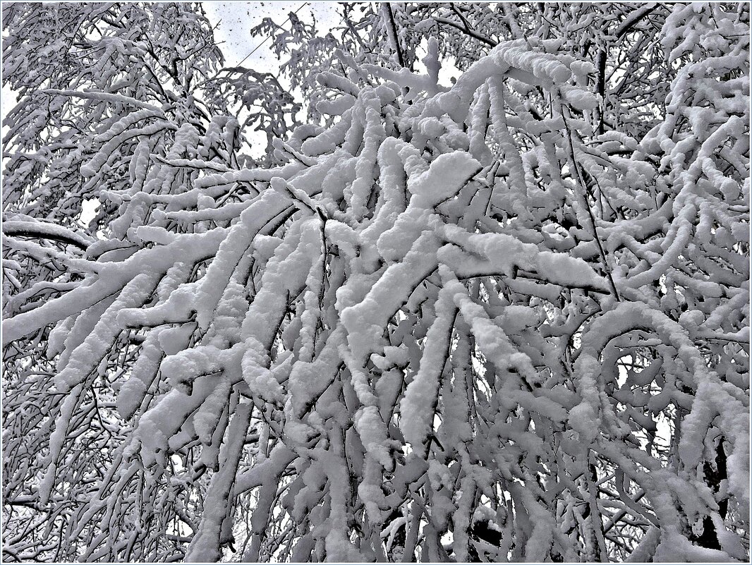 Снежные кружева. - Валерия Комова Снежные кружева. - Валерия Комова