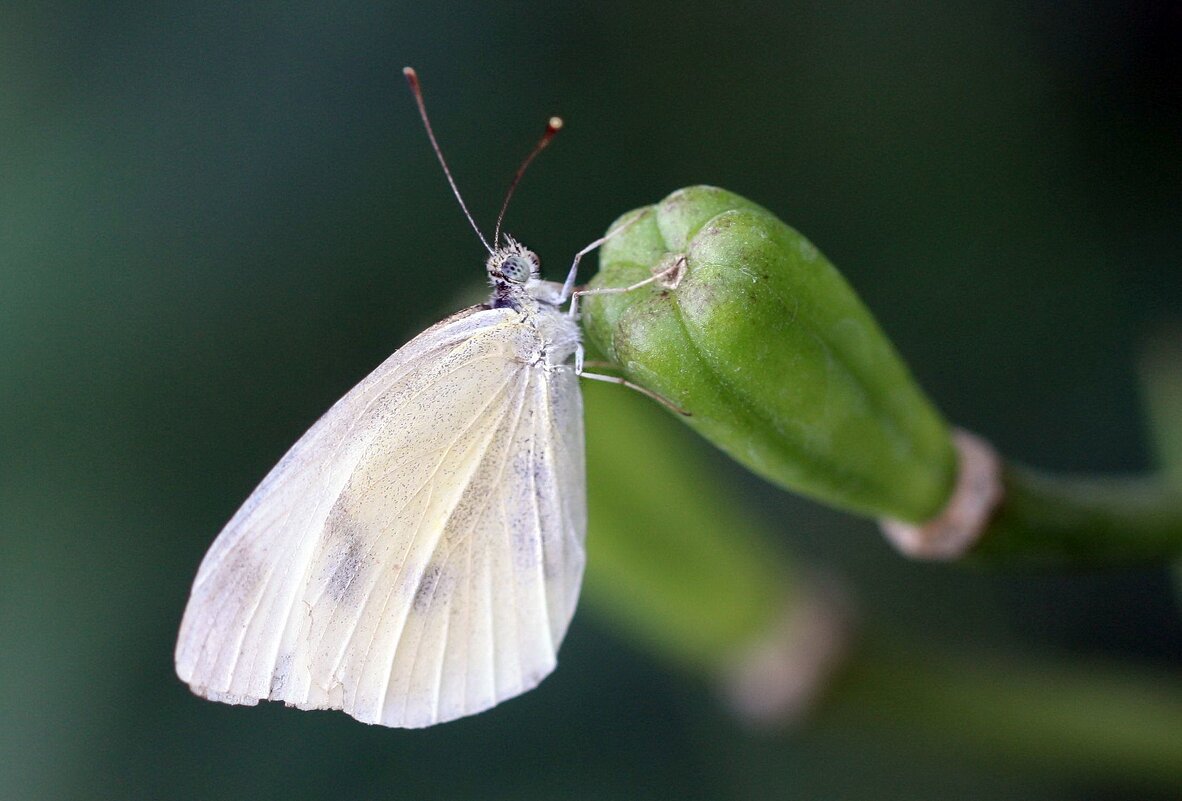 Бабочка - ZNatasha -