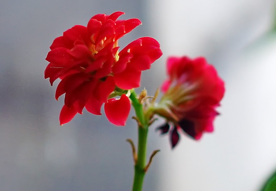 Цветок у окошка... - Николай Саржанов Цветок у окошка... - Николай Саржанов