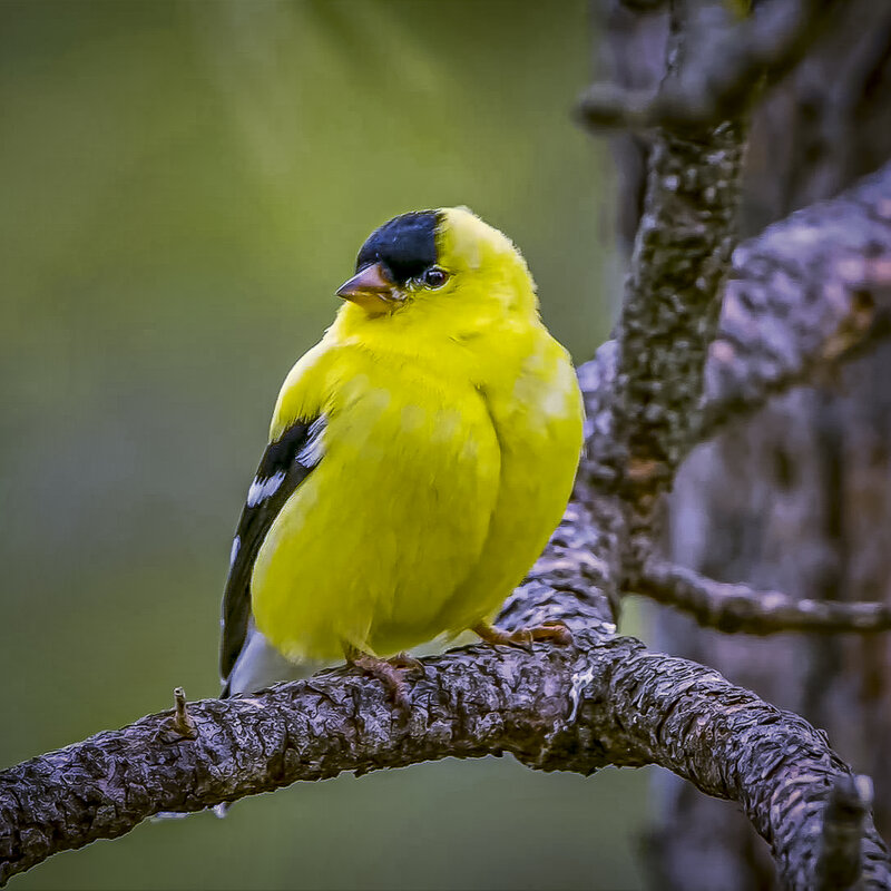 Американский чиж - Aleksey Afonin Американский чиж - Aleksey Afonin