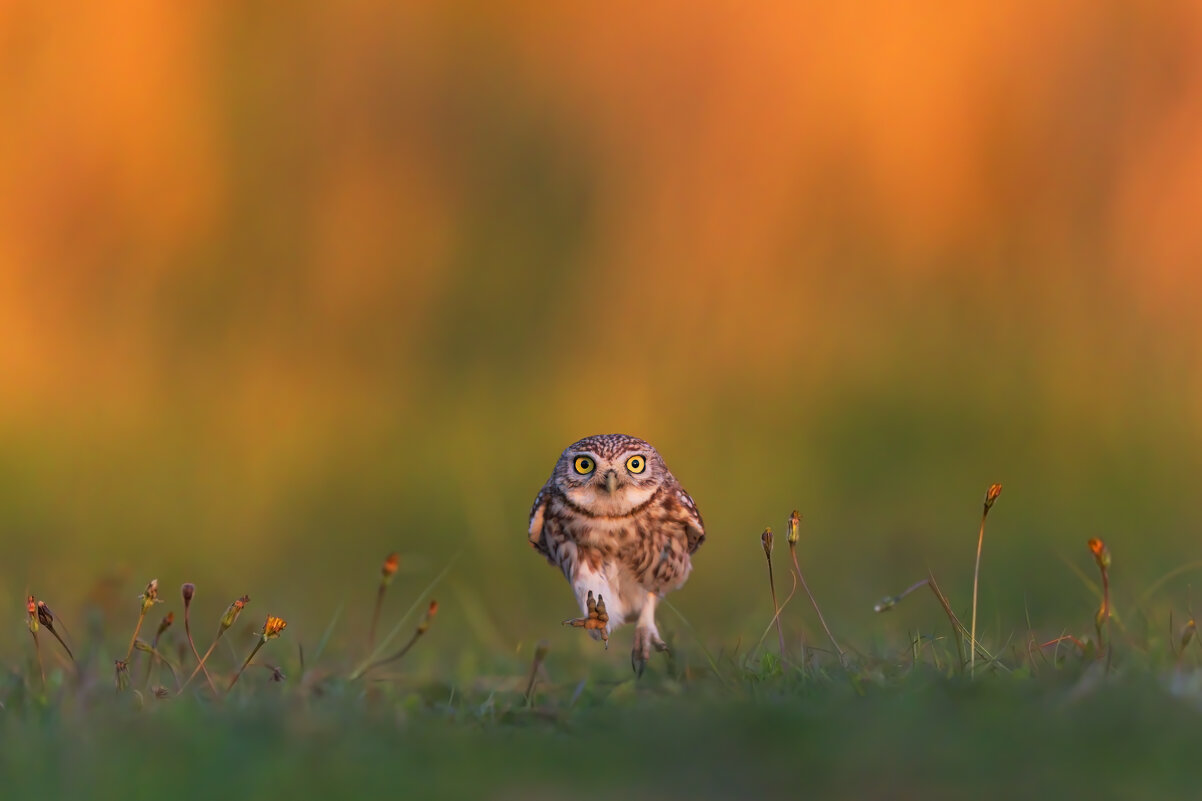 *** - Евгений Фруман