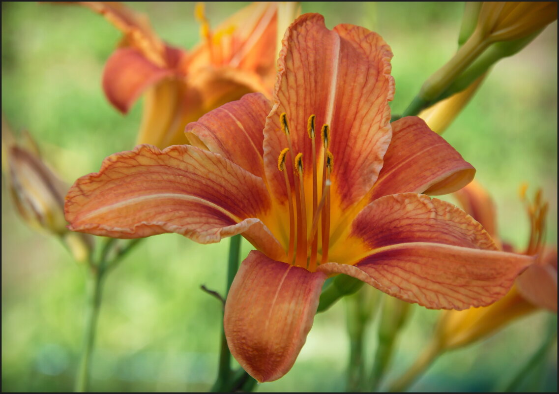 Лилейник - lady v.ekaterina