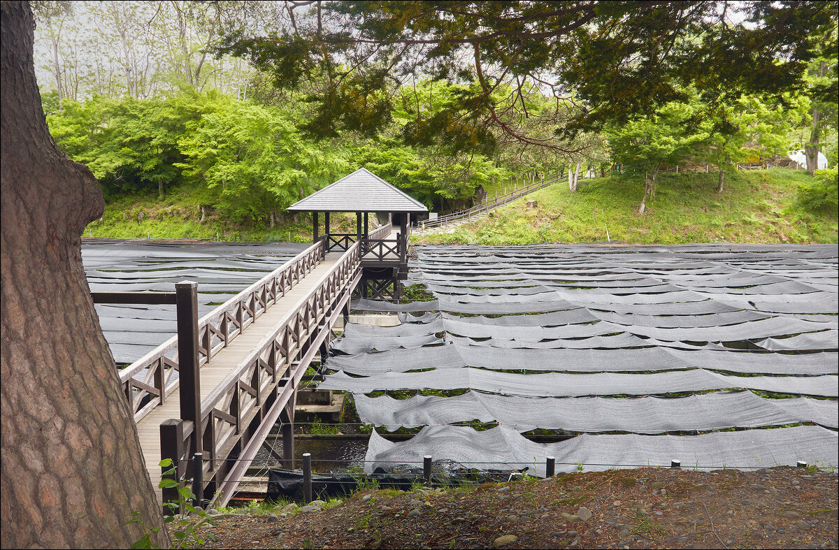 Мостик над плантацией васаби. - Валерий Готлиб Мостик над плантацией васаби. - Валерий Готлиб