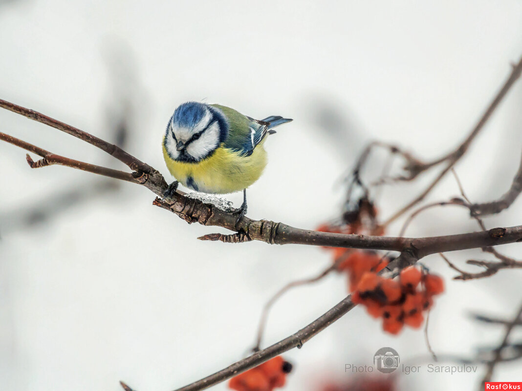 Cyanistes caeruleus - Игорь Сарапулов