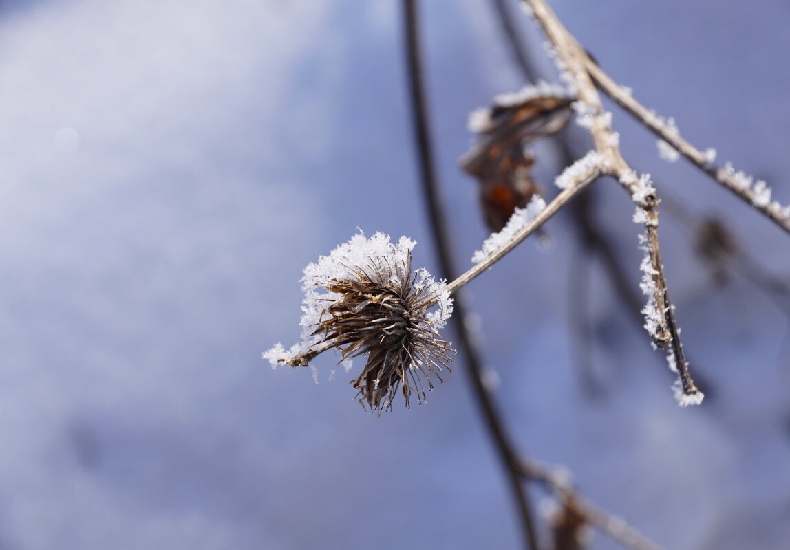 Мороз ожидания - Наталия Григорьева