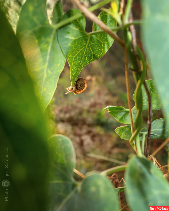 Утро маленькой улитки - Игорь Сарапулов