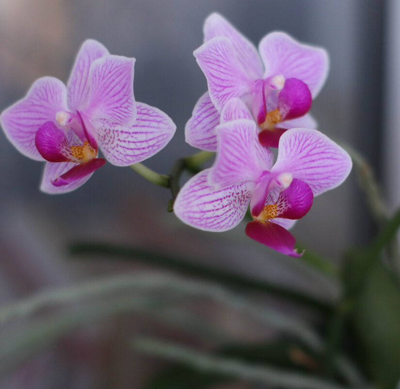 Орхидейка мини - Irene Irene
