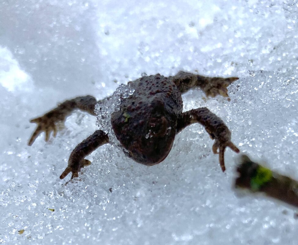 Я проснулся !!! - Nadezhda Philatova