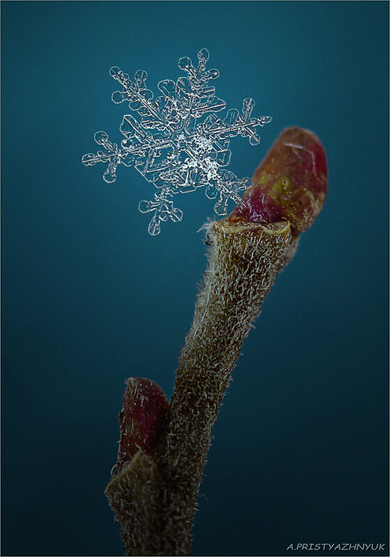 Снежинка - Андрей Пристяжнюк