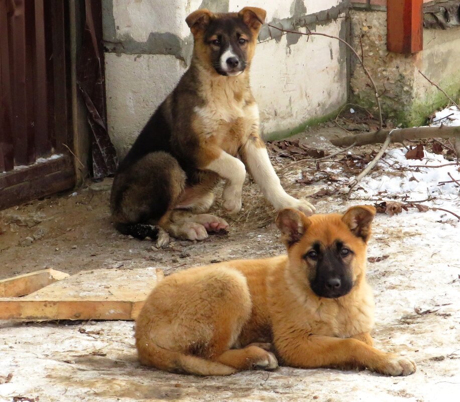 Деревенские щенки - Андрей Снегерёв Деревенские щенки - Андрей Снегерёв