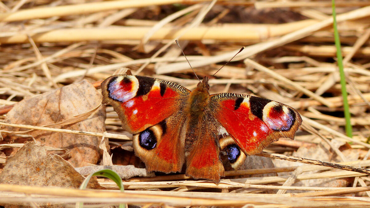 опять про бабочек 378 - Александр Прокудин