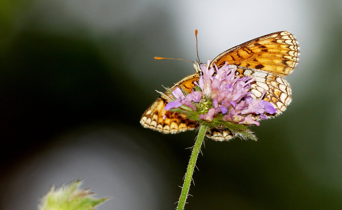 опять про бабочек 382 - Александр Прокудин опять про бабочек 382 - Александр Прокудин