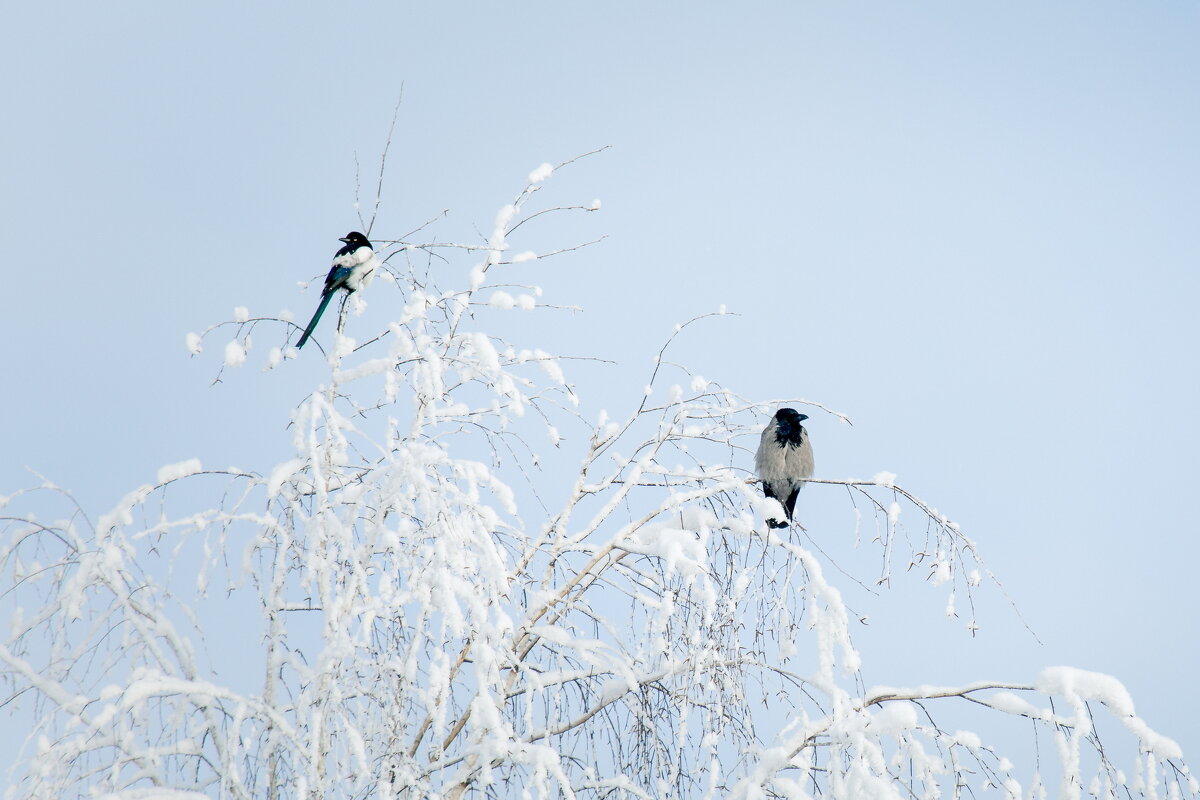 Февральские выходные - Serega  