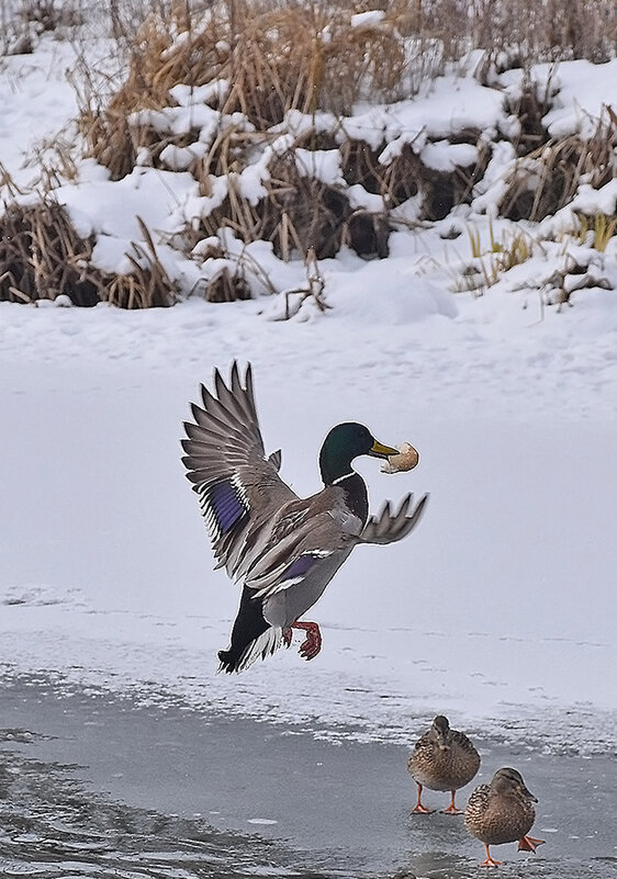 Повезло, так повезло! - Валентина Нефёдова Повезло, так повезло! - Валентина Нефёдова