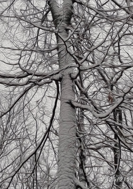 Дерева вы мои, дерева... - Валентина Нефёдова Дерева вы мои, дерева... - Валентина Нефёдова