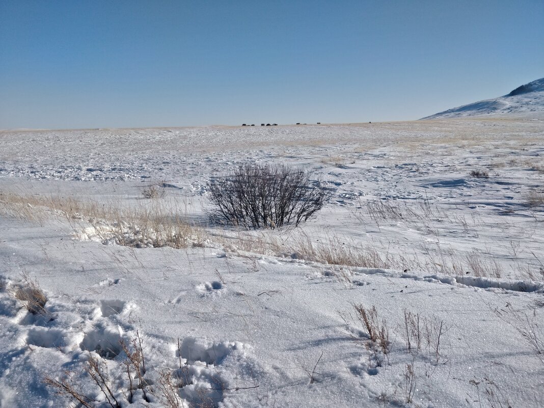 Снега степи. - Андрей Хлопонин