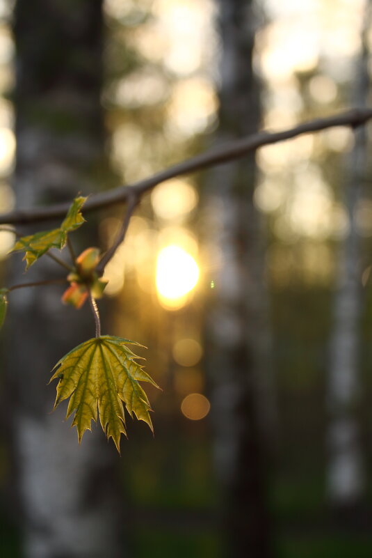 ... - Александр Кольцов