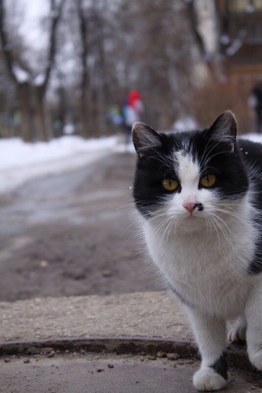 ... - Александр Кольцов